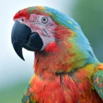 closeup-scarlet-macaw-from-side-view-scarlet-macaw-closeup-head