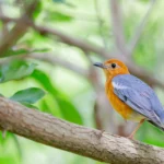 closeup-shot-beautiful-robin-sitting-tree-branch-surrounded-by-green-leaves