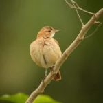 majestic-colourfull-bird-nature-habitat-birds-northern-pantanal-wild-brasil-brasilian-wildlife-full-green-jungle-south-american-nature-wilderness