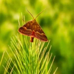 pexels-muhammet-tug-57406053-12249545