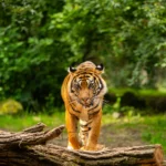 sumatran-tiger-nature-looking-habitat-zoo-wild-animals-captivity-critically-endangered-species-greatest-feline