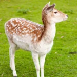 vertical-shot-fallow-deer-doe-standing-meadow-with-green-grass